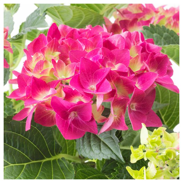 Растение в горшке HYDRANGEA, Гидрангея (15 см) - фото 4