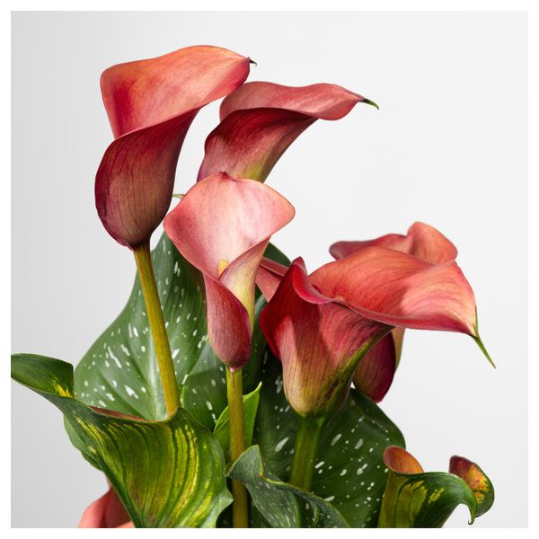 Растение в горшке, Зантедеския/различные растения 14 см IKEA ЗАНТЕДЕСКИЯ 503.927.84 - схема-чертеж с размерами