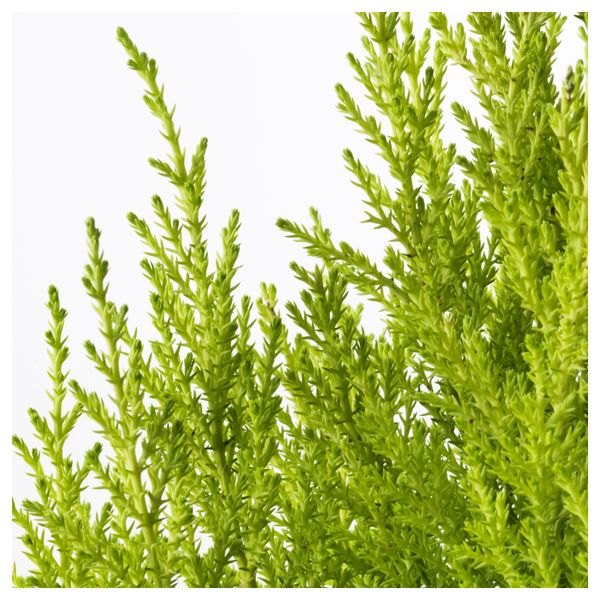 Растение в горшке CUPRESSUS MACROCARPA, кипарис (24 см) - схема-чертеж с размерами