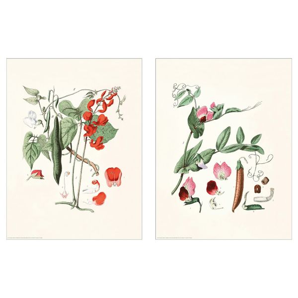 Постер, Растения 30x40 см IKEA BILD БИЛЬД 104.860.96 - фото 1