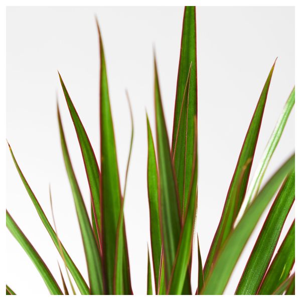 Растение в горшке DRACAENA МARGINATA, Драцена окаймленная, 1 стебель (10.5 см) - фото 3