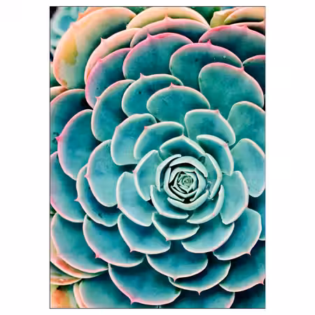 BILD Постер - Суккулент 50x70 см