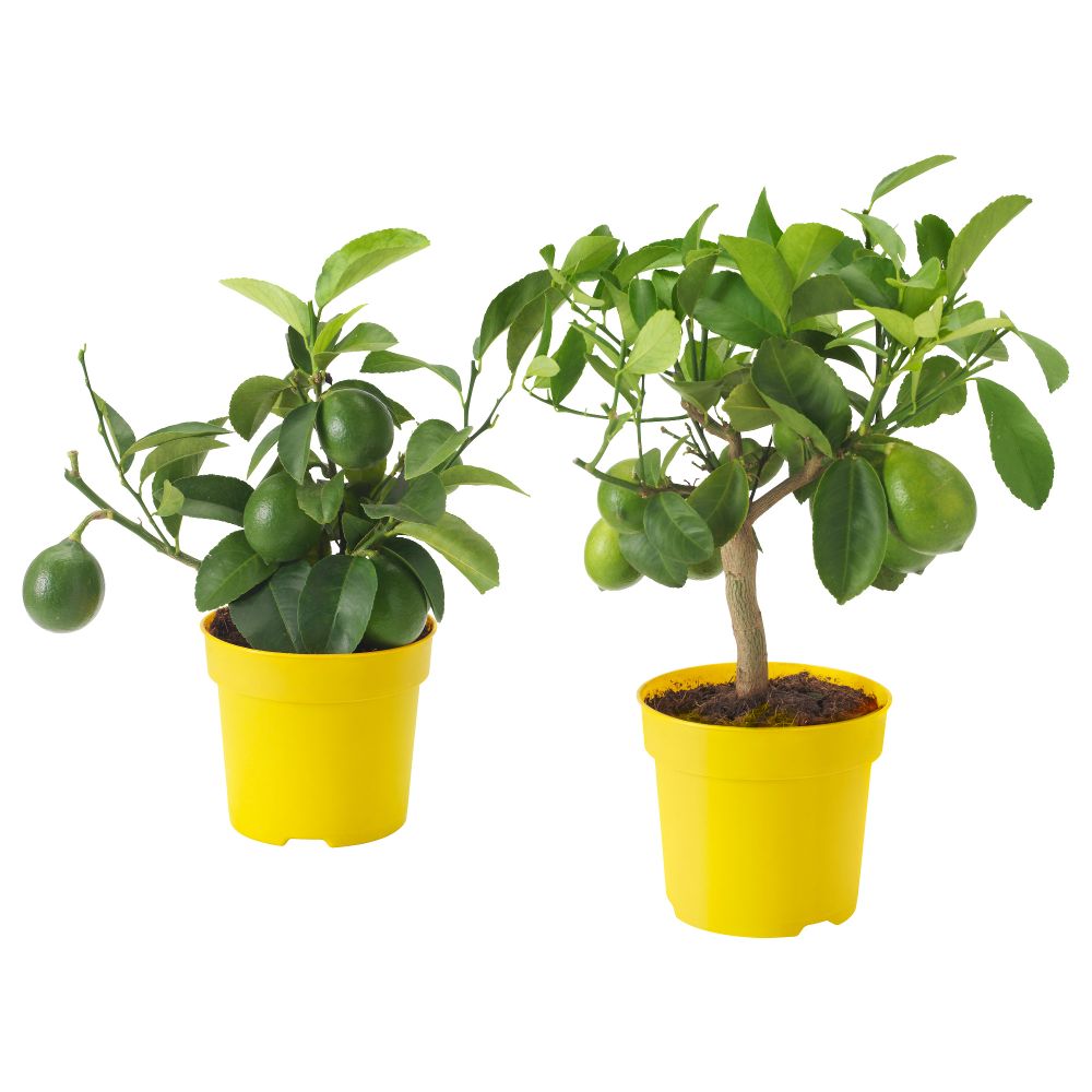 Растение в горшке CITRUS, лимон, различные растения (15 см) - фото 1