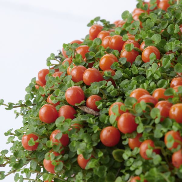 Растение в горшке, Коралловые бусины, 12 см IKEA NERTERA GRANADENSIS 805.822.97 - фото 1