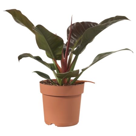 Растение в горшке ФИЛОДЕНДРОН (21 см)