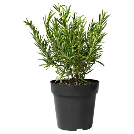 Растение в горшке IKEA ROSMARINUS OFFICINALIS 905.746.35