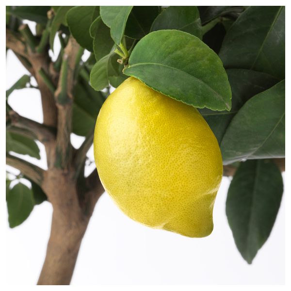 Растение в горшке CITRUS, лимон различные растения (21 см) - схема-чертеж с размерами