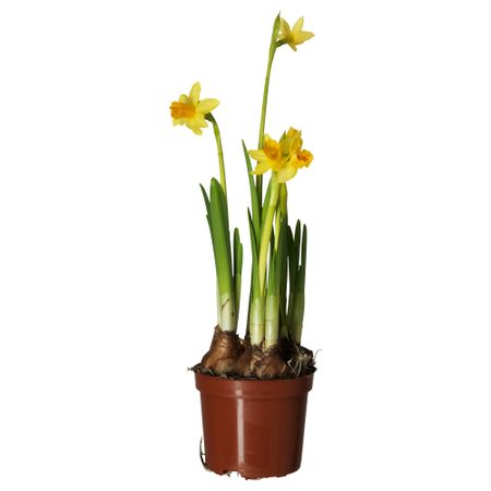 Растение в горшке NARCISSUS TETE A TETE, нарцисс (9 см)