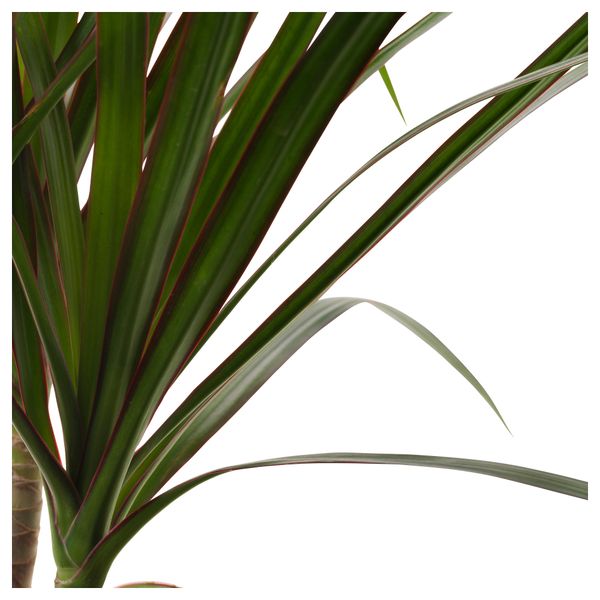 Растение в горшке DRACAENA МARGINATA, Драцена окаймленная, 3 стебля (21 см) - схема-чертеж с размерами