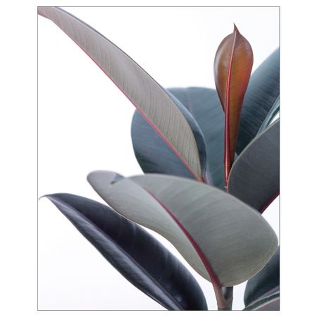 Постер, Растение, 40x50 см IKEA DRÖMBILD ДРЁМБИЛЬД 804.420.75