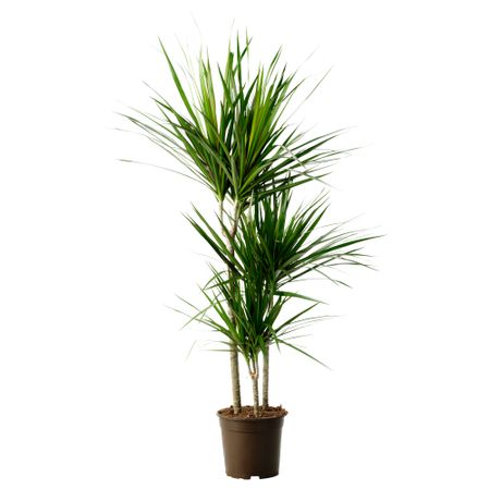 Растение в горшке DRACAENA МARGINATA, Драцена окаймленная, 3 стебля (21 см)