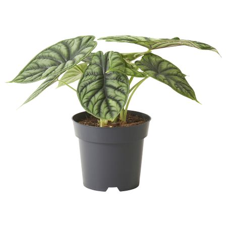 Растение в горшке, 14 см IKEA ALOCASIA 505.158.41