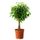 Растение в горшке FICUS BENJAMINA 'NATASJA', Фикус Бенджамина "Наташа" (12 см)