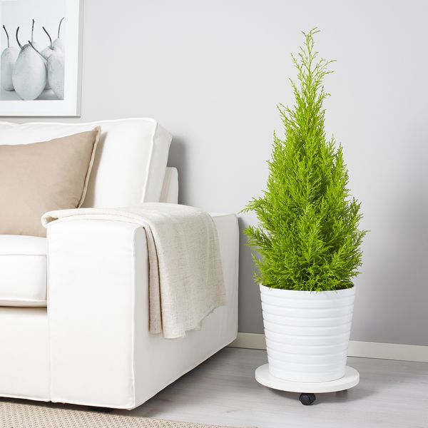 Растение в горшке IKEA CUPRESSUS MACROCARPA 905.930.83 - фото 3