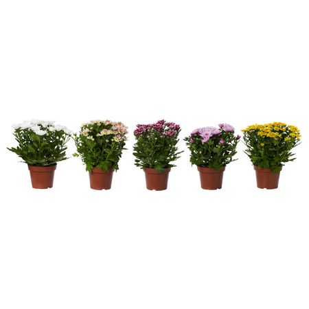Растение в горшке, Хризантема разные цвета 14 см IKEA CHRYSANTHEMUM ХРИЗАНТЕМА 805.158.54