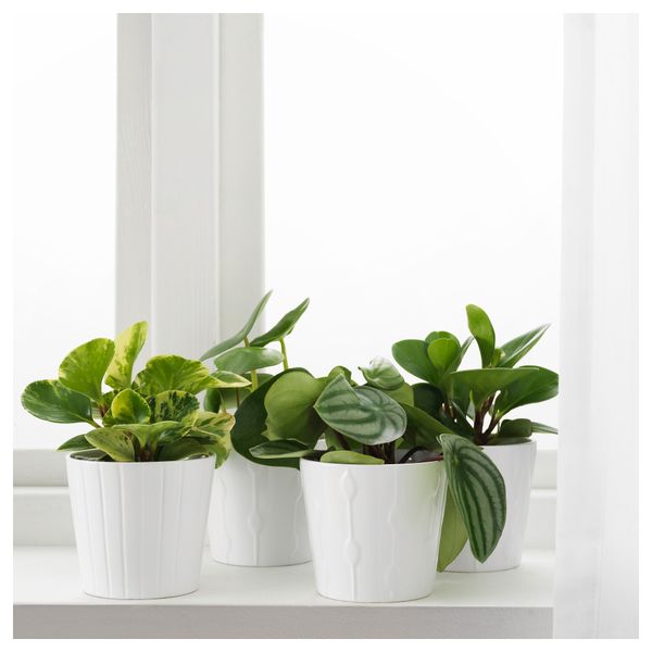 Растение в горшке ПЕПЕРОМИА, различные растения (9 см) - фото 2