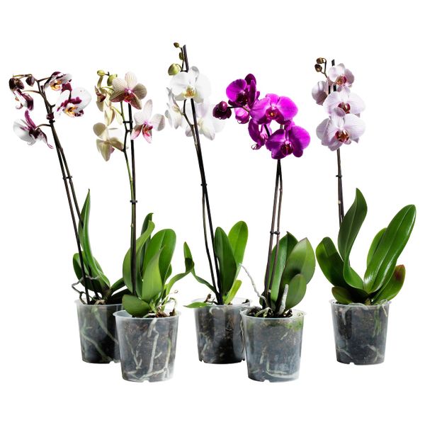 Растение в горшке, Орхидея/1 стебель 12 см IKEA PHALAENOPSIS ФАЛЕНОПСИС 104.448.98 - фото 1