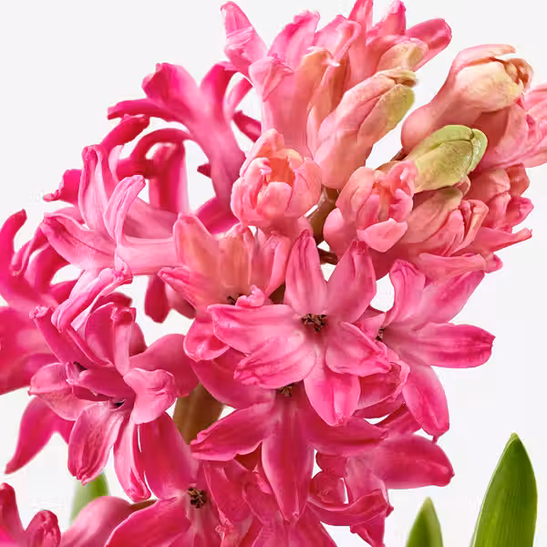 HYACINTHUS Растение в горшк, 3 лквц - фото 4