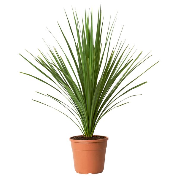 Растение в горшке IKEA CORDYLINE INDIVISA КОРДИЛИНА 805.746.31 - фото 2