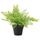 Искусственное растение в горшке ФЕЙКА, д/дома/улицы, Папоротник (12 см)