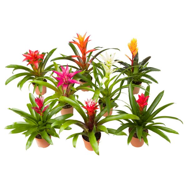 Растение в горшке, Бромелия/различные растения 12 см IKEA BROMELIACEAE БРОМЕЛИЯ 903.808.97 - фото 4
