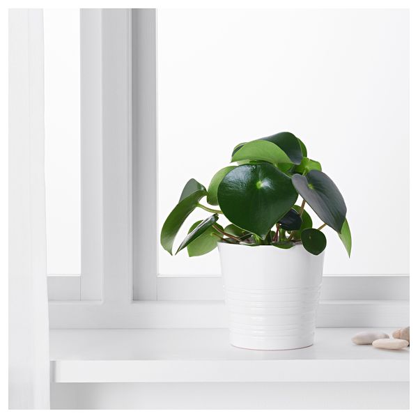 Растение в горшке LIVISTONA ROTUNDIFOLIA, Ливистона (12 см) - фото 4