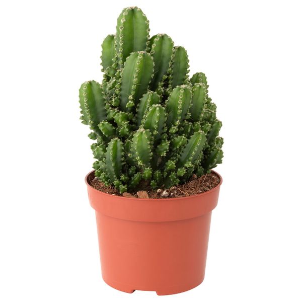 Растение в горшке, без колючек 12 см IKEA CEREUS PERUVIANUS ЦЕРЕУС ПЕРУАНСКИЙ 604.934.00 - фото 1
