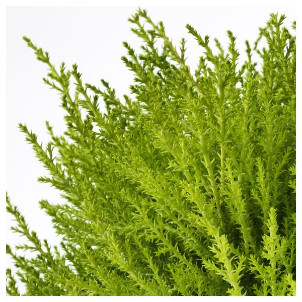 Растение в горшке CUPRESSUS MACROCARPA, кипарис, шар (17 см) - схема-чертеж с размерами