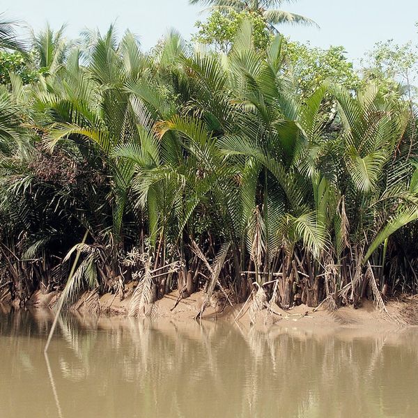 Корзина, коричневый/пальма Нипа 57x57x40 см IKEA LUSTIGKURRE ЛУСТИГКЮРРЕ 504.574.12 - схема-чертеж с размерами