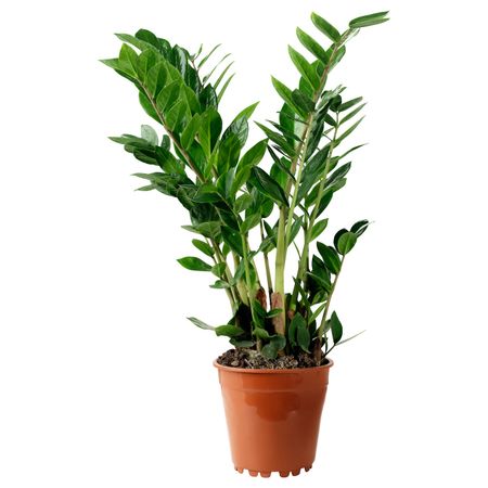 Растение в горшке, Замиокулкас 17 см IKEA ZAMIOCULCAS ЗАМИОКУЛКАС 703.804.31