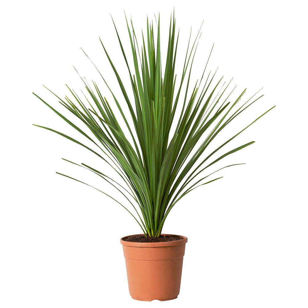 Растение в горшке IKEA CORDYLINE INDIVISA КОРДИЛИНА 805.746.31 - фото 1