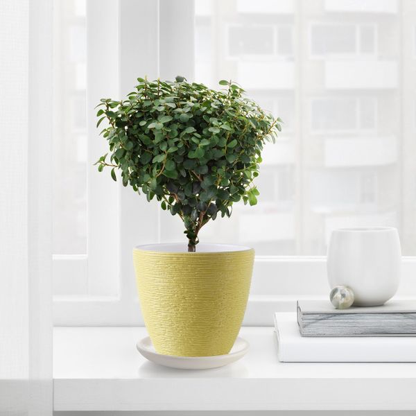 Горшок цветочный, желтый 12 см IKEA SKAKIG СКАКИГ 104.849.26 - фото 2