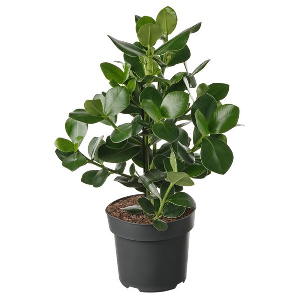 Растение в горшке, Клузия, 24 см IKEA CLUSIA 005.941.95 - фото 3