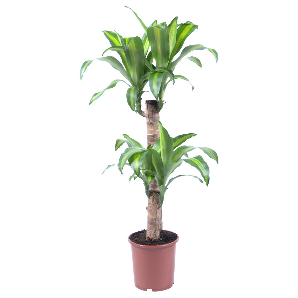 Растение в горшке DRACAENA MASSANGEANA, Драцена душистая, 2 стебля (19 см) - схема-чертеж с размерами