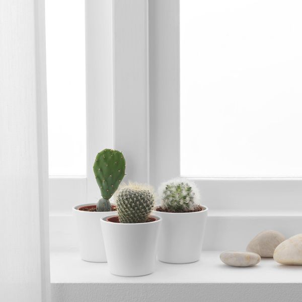 Комнатное растение в горшке, кактус/различные растения 6 см IKEA CACTACEAE КАКТУС 603.719.55 - фото 2