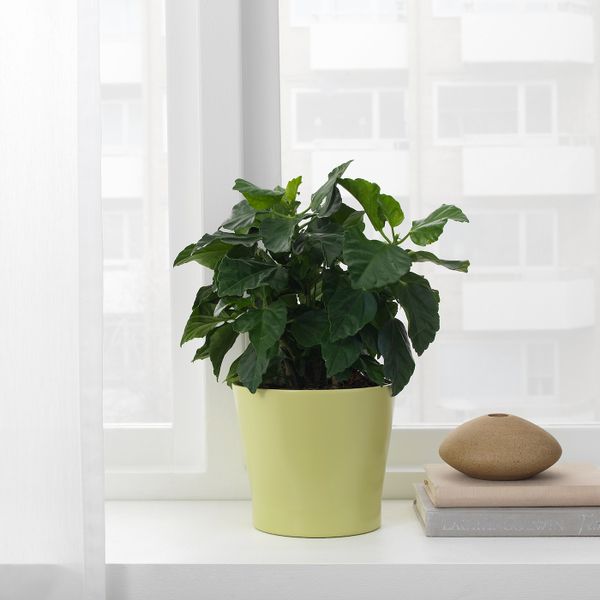 Кашпо, зеленый 12 см IKEA PAPAJA ПАПАЙА 604.217.00 - фото 2