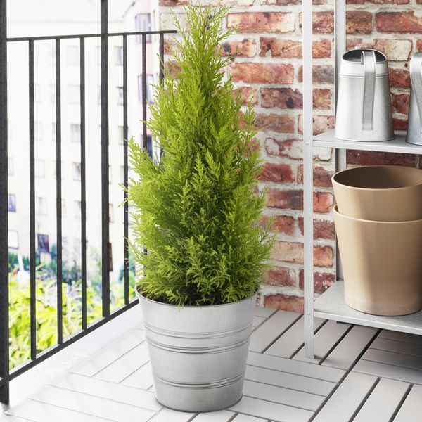 Растение в горшке IKEA CUPRESSUS MACROCARPA 905.930.83 - фото 2