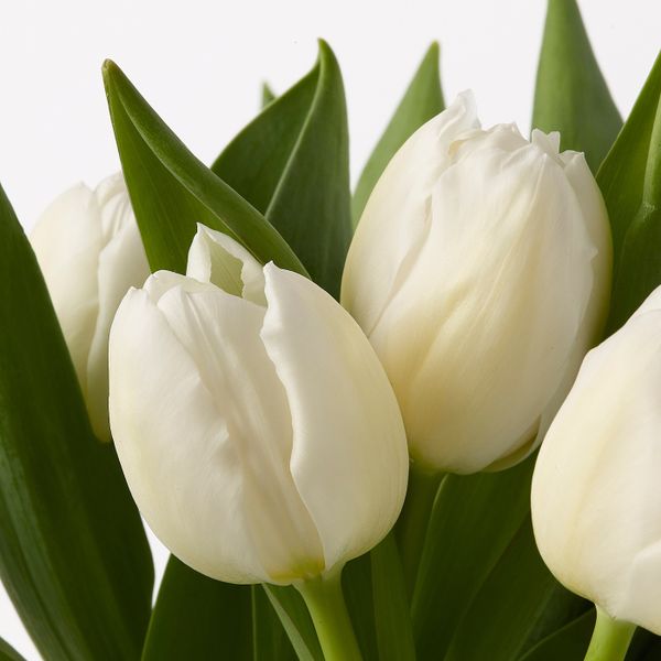 Цветочный букет, Тюльпан IKEA BLOMMA ЦВЕТОК 101.464.17 - схема-чертеж с размерами