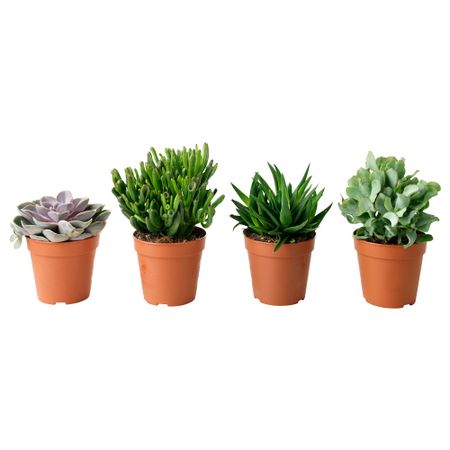 Растение в горшке SUCCULENT, различные растения (12 см)