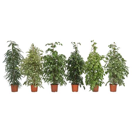 Растение в горшке FICUS, различные растения (24 см)