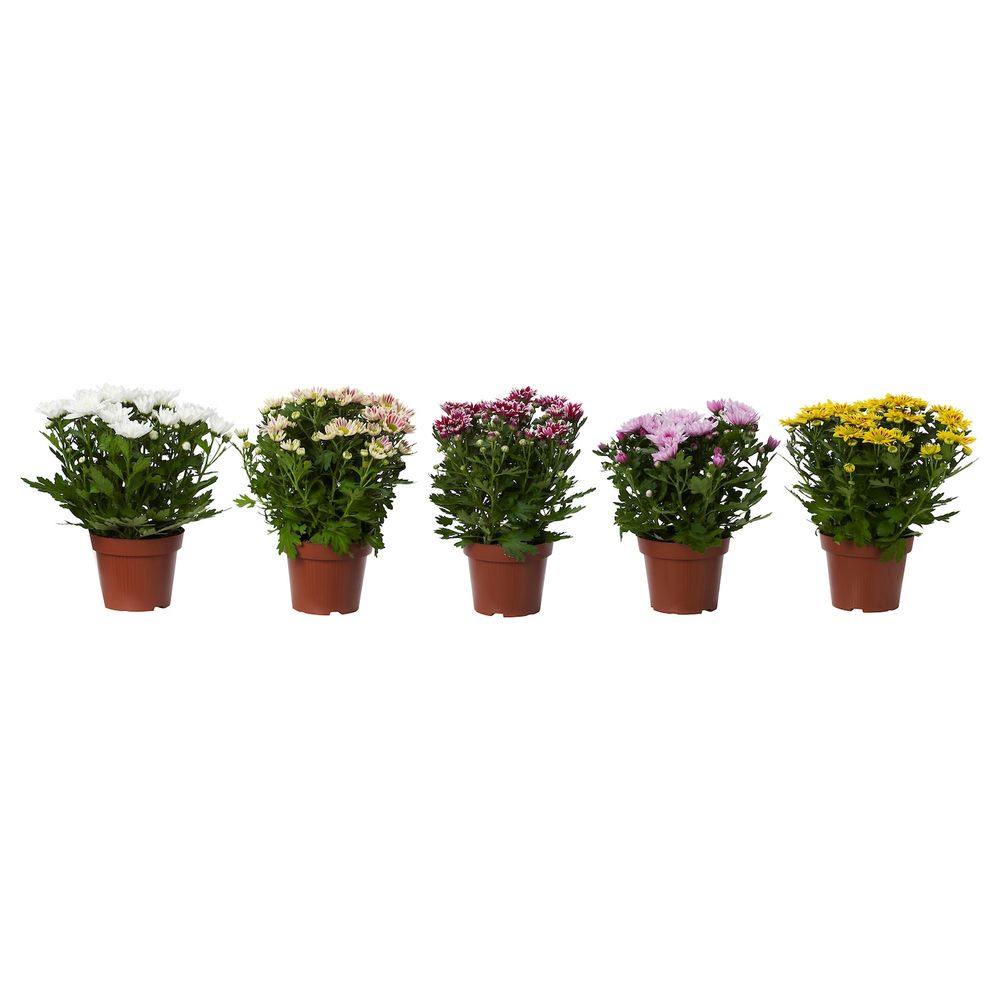 Растение в горшке, Хризантема разные цвета 14 см IKEA CHRYSANTHEMUM ХРИЗАНТЕМА 803.927.54 - фото 1