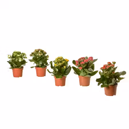 KALANCHOE Растение в горшке - Каланхоэ Блосфельда разные цвета 10.5 см