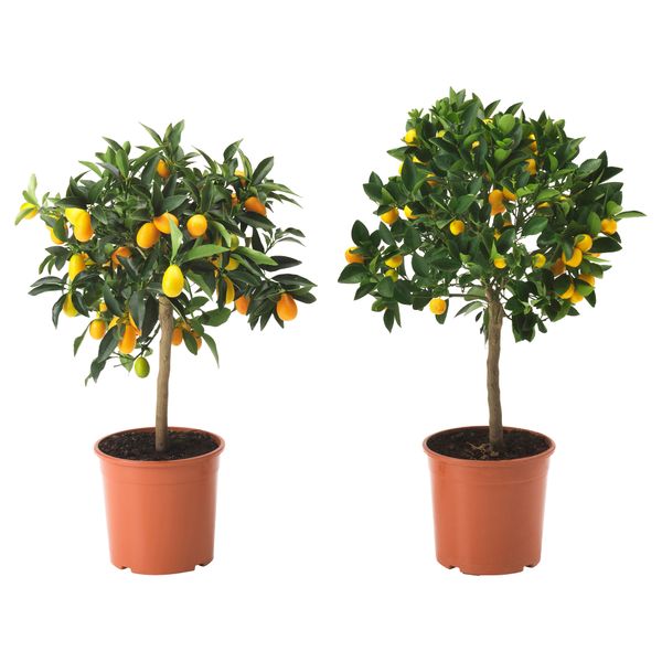 Растение в горшке CITRUS, различные растения (21 см) - схема-чертеж с размерами