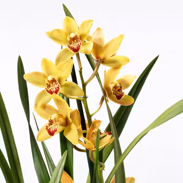 CYMBIDIUM Растение в горшке - Орхидея разные цвета 12 см - схема-чертеж с размерами