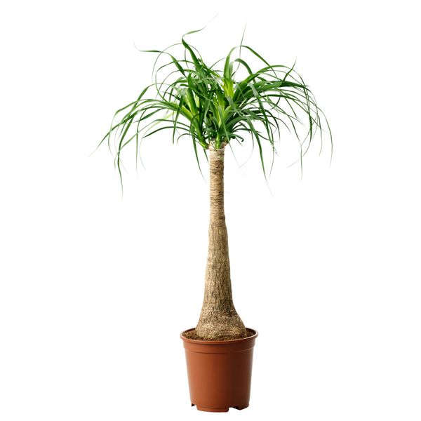 Растение в горшке, Бокарнея, 24 см IKEA BEAUCARNEA RECURVATA 405.802.00 - фото 2