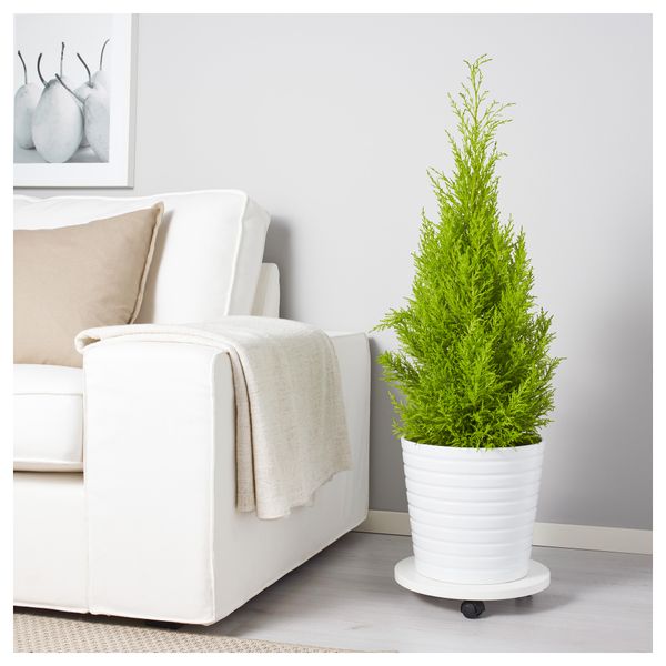 Растение в горшке CUPRESSUS MACROCARPA, кипарис (24 см) - фото 3