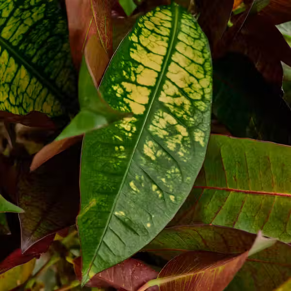 CODIAEUM Растение в горшке - кротон 21 см - фото 2