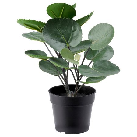 Искусственное растение в горшке, для дома, улицы Аралия 9 см IKEA FEJKA ФЕЙКА 904.745.70