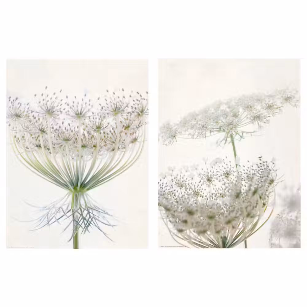 BILD Постер - Нежное цветение 30x40 см фото товара