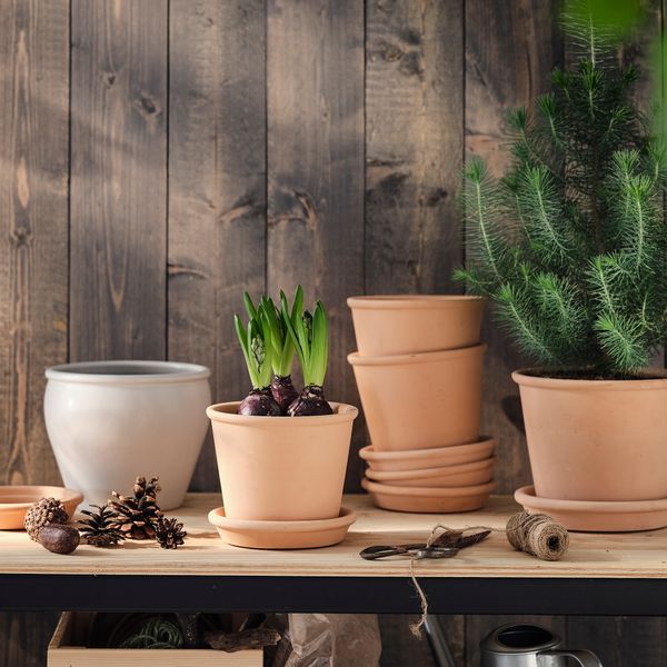 Растение в горшке, лукавицы IKEA HYACINTHUS 605.878.42 - фото 3